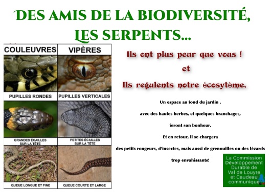 C est L t Attention Aux Serpents